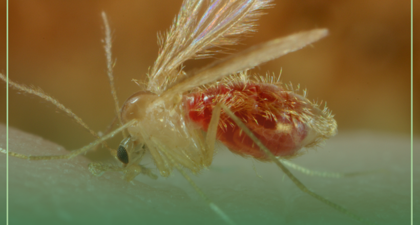 Semana Leishmaniose - tire suas dúvidas