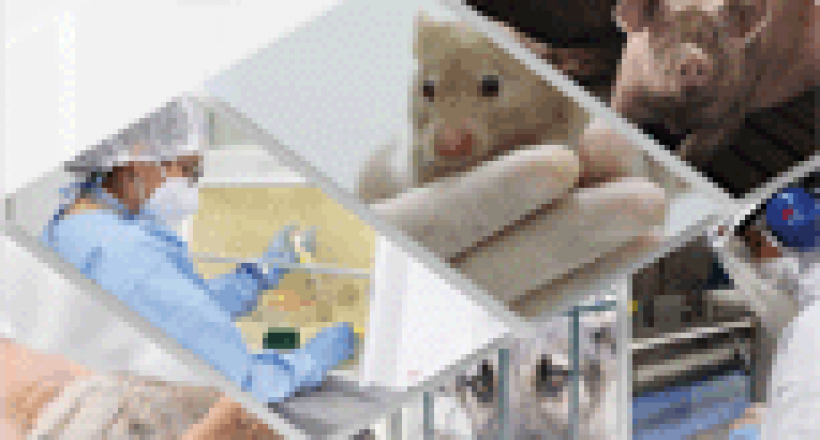 Revista CFMV – v.3, n. 95, 2023pg